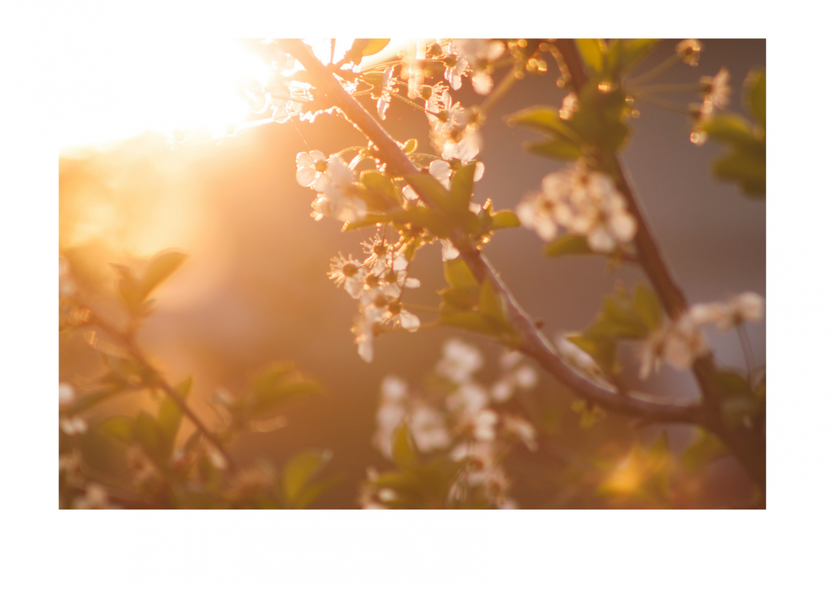 Blüten Blüten